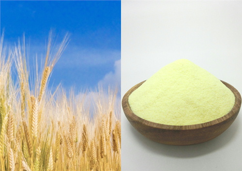 小麦とデュラムセモリナ粉
